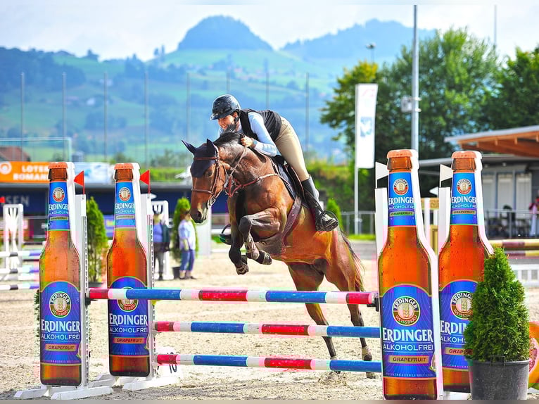 German Sport Horse Mare 9 years 16,3 hh Bay-Dark in Ettiswil