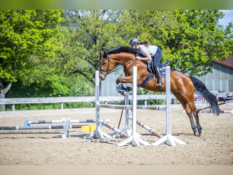 German Sport Horse Mare 9 years 16,3 hh Brown in Rosengarten
