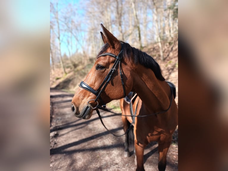 German Sport Horse Mare 9 years 16,3 hh Brown in Rosengarten
