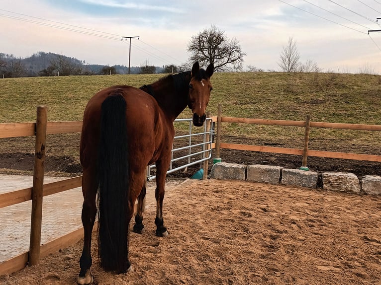German Sport Horse Mare 9 years 16,3 hh Brown in Rosengarten