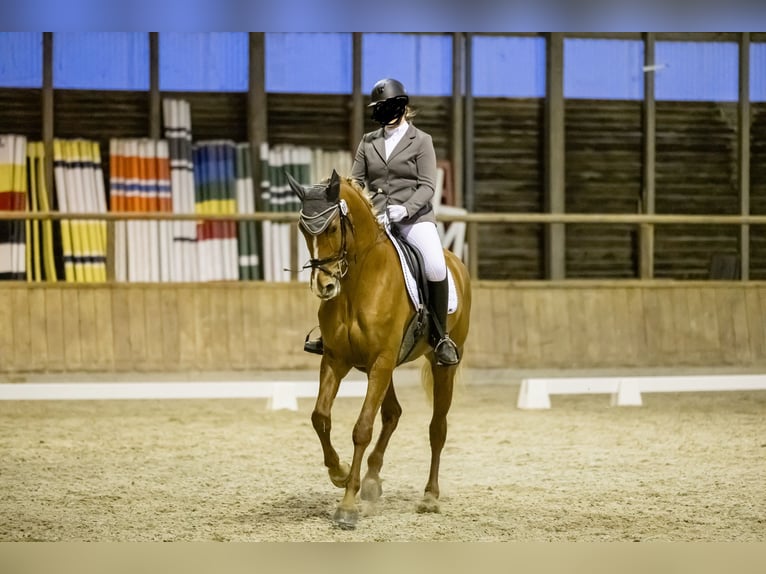 German Sport Horse Mare 9 years 17,1 hh Chestnut-Red in Pfedelbach