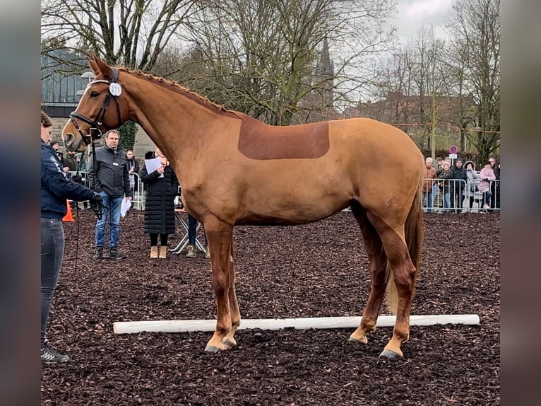 German Sport Horse Mare 9 years 17,1 hh Chestnut-Red in Pfedelbach