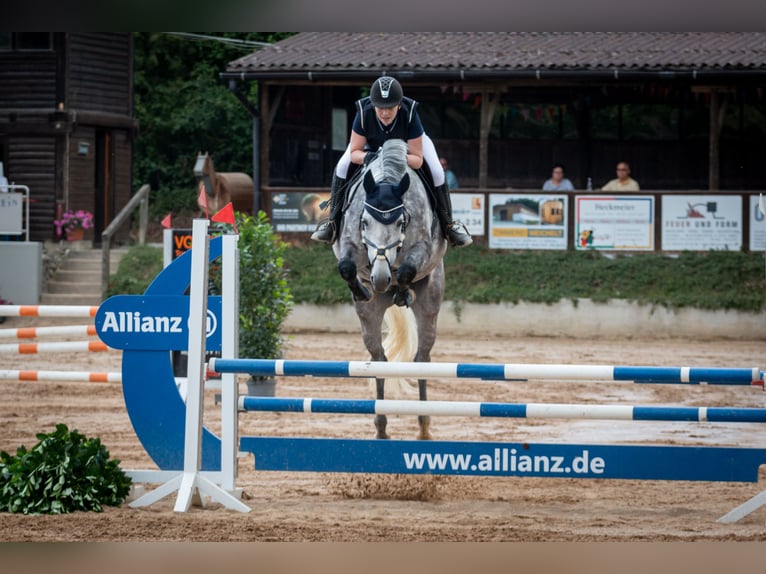 German Sport Horse Mare 9 years 17,1 hh Gray in Hallbergmoos