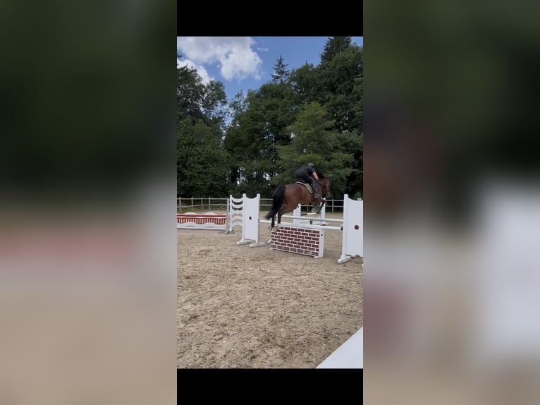 German Sport Horse Mare 9 years 17.2 hh Brown in Pöttmes