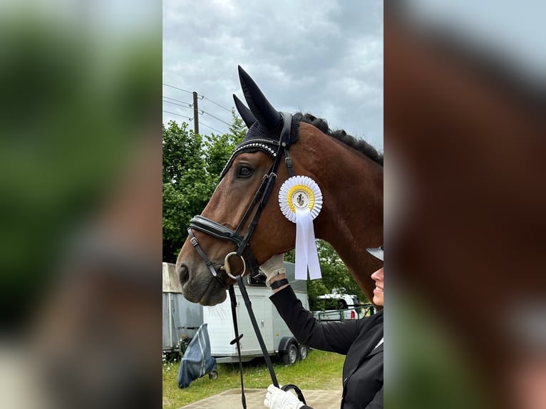German Sport Horse Mare 9 years 17.2 hh Brown in Rohrenfels