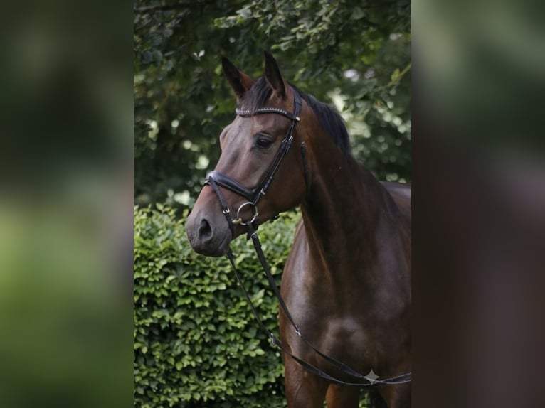German Sport Horse Mare 9 years 17 hh Bay-Dark in roeser