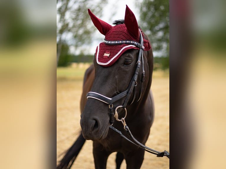 German Sport Horse Mare 9 years 17 hh Black in SöllichauMuldestausee