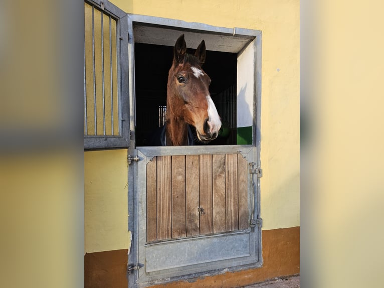 German Sport Horse Mare 9 years 17 hh Brown in Wörmlitz