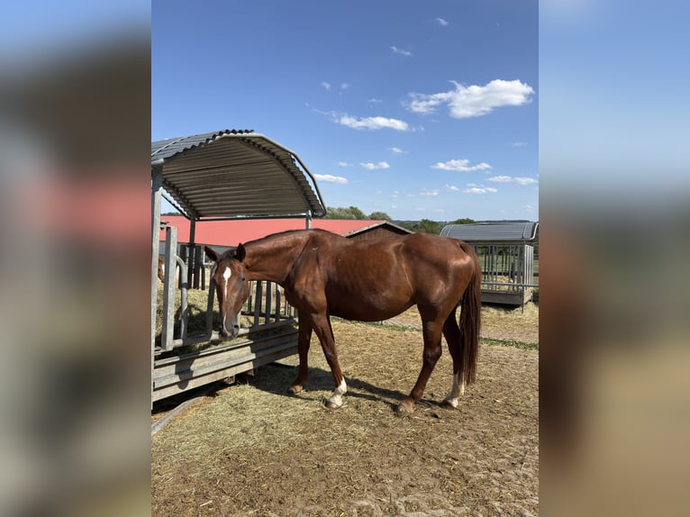 German Sport Horse Mare 9 years 17 hh Chestnut in Bad Griesbach im Rottal