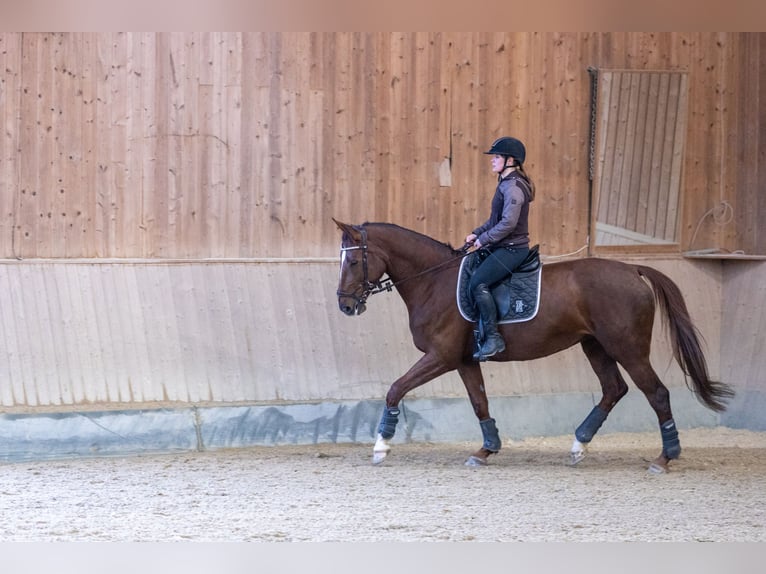 German Sport Horse Mare 9 years 17 hh Chestnut in Bad Griesbach im Rottal