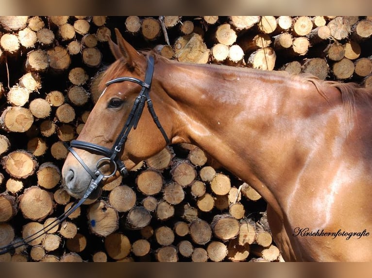 German Sport Horse Mare 9 years 17 hh Chestnut-Red in Potsdam