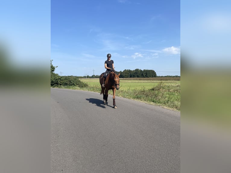 German Sport Horse Mare 9 years 17 hh Chestnut-Red in Potsdam