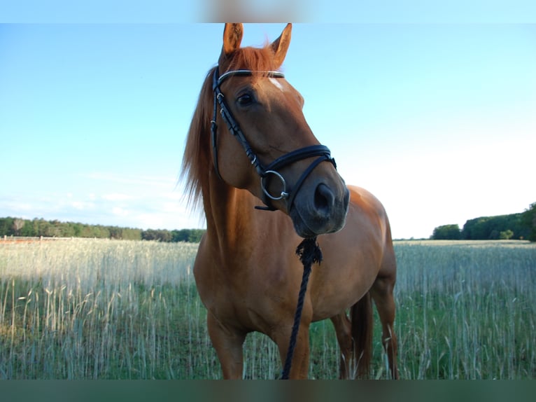 German Sport Horse Mare 9 years 17 hh Chestnut-Red in Schulzendorf