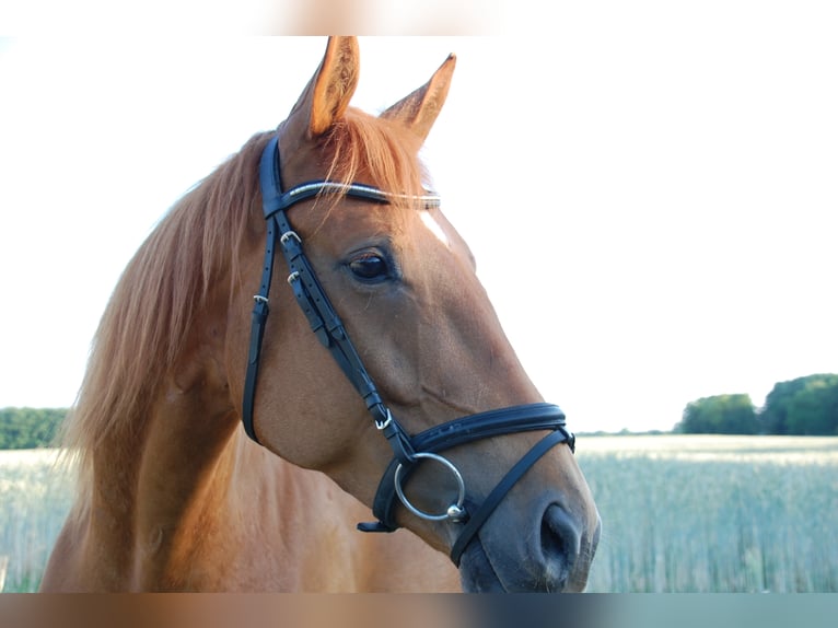 German Sport Horse Mare 9 years 17 hh Chestnut-Red in Schulzendorf