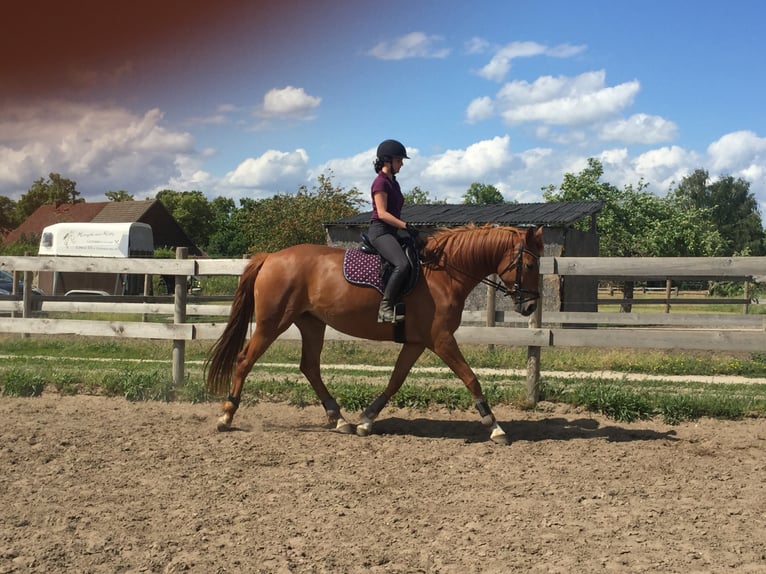 German Sport Horse Mare 9 years 17 hh Chestnut-Red in Schulzendorf