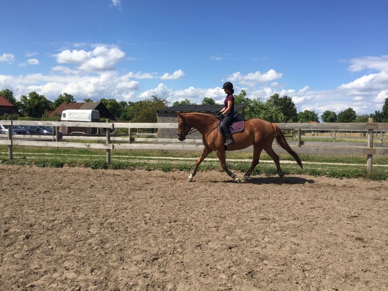 German Sport Horse Mare 9 years 17 hh Chestnut-Red in Schulzendorf