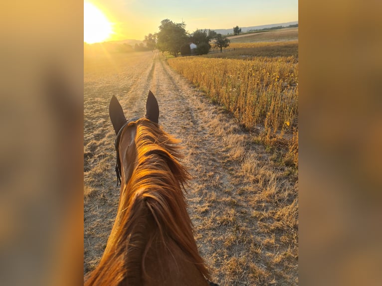 German Sport Horse Mare 9 years 17 hh Chestnut-Red in Heilbronn