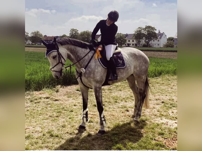 German Sport Horse Mare 9 years 17 hh Gray in Worms