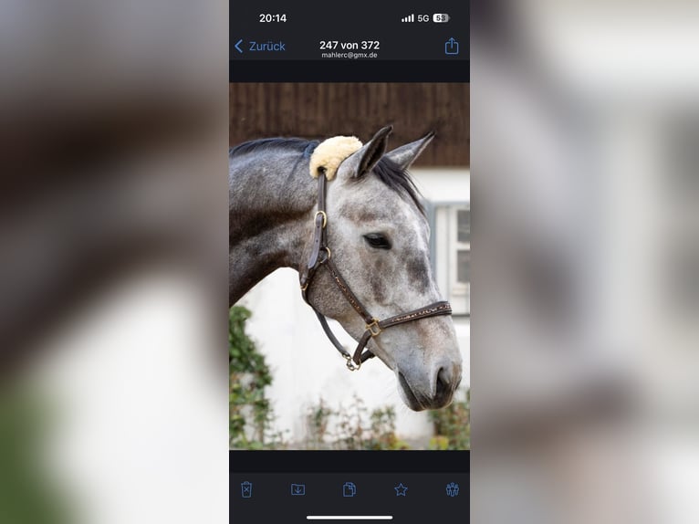 German Sport Horse Mare 9 years 17 hh Gray in Worms