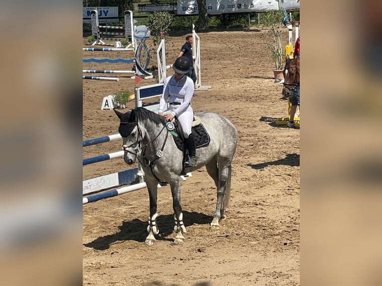 German Sport Horse Mare 9 years 17 hh Gray in Worms