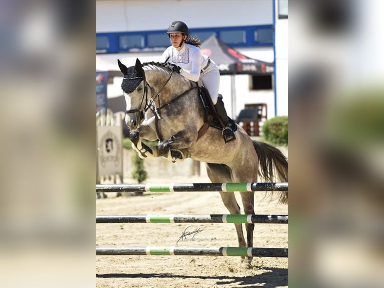 German Sport Horse Mare 9 years 17 hh Gray in Worms