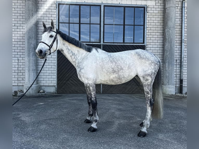 German Sport Horse Mare 9 years 17 hh Grey in Haldenwang