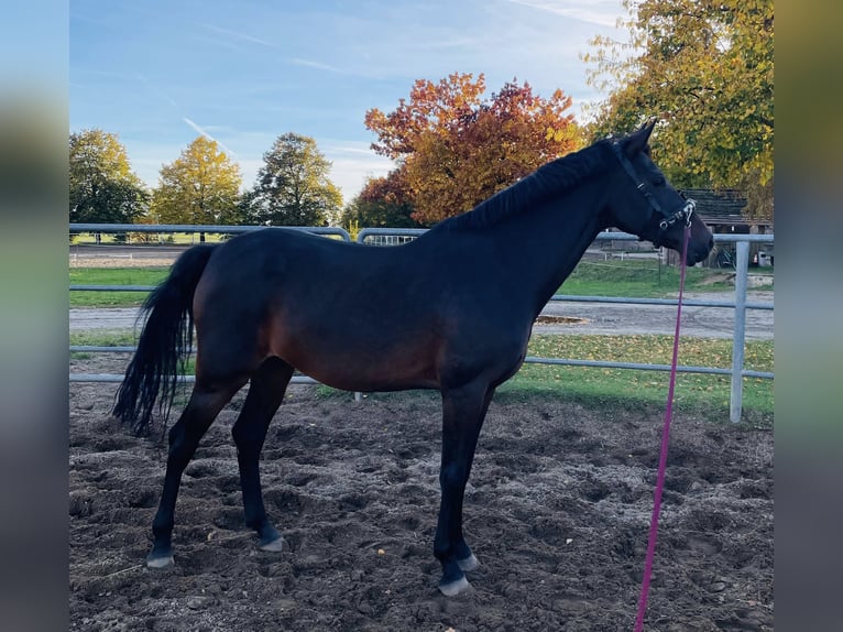 German Sport Horse Mare 9 years 17,1 hh Brown in Frankfurt (Oder)