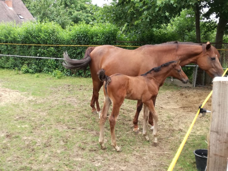 German Sport Horse Mare 9 years 17,1 hh Brown in Frankfurt (Oder)