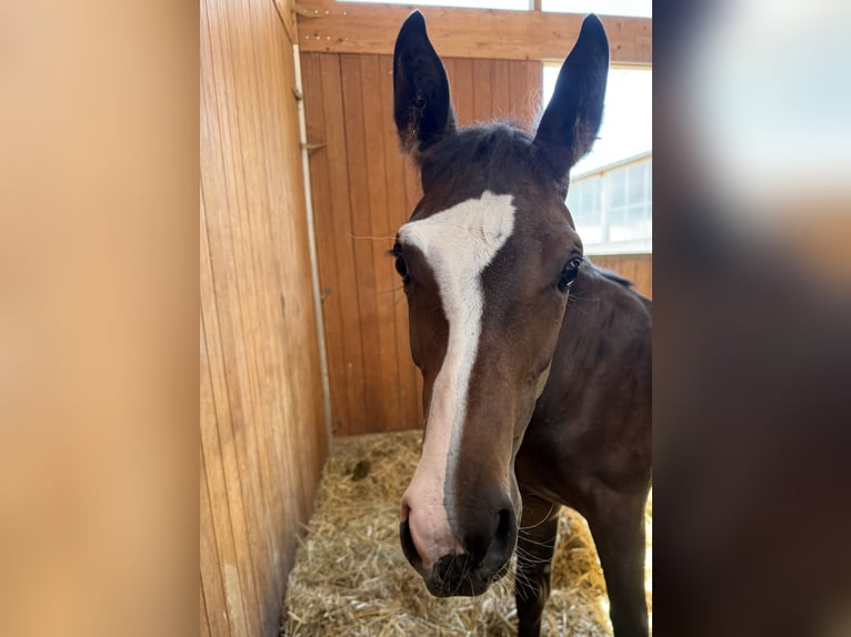 German Sport Horse Mare Foal (02/2026) 12.2 hh Bay-Dark in Gerstetten