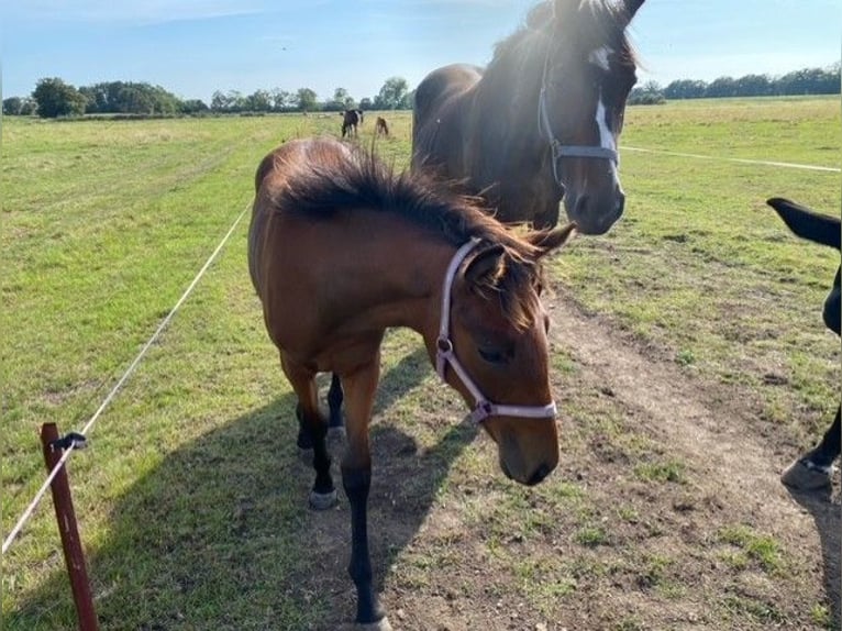 German Sport Horse Mare Foal (03/2024) 13,2 hh Brown in Wendemark