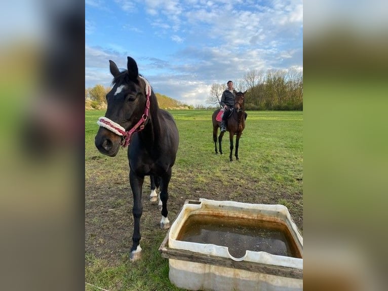 German Sport Horse Mare Foal (03/2024) 13,2 hh Brown in Wendemark