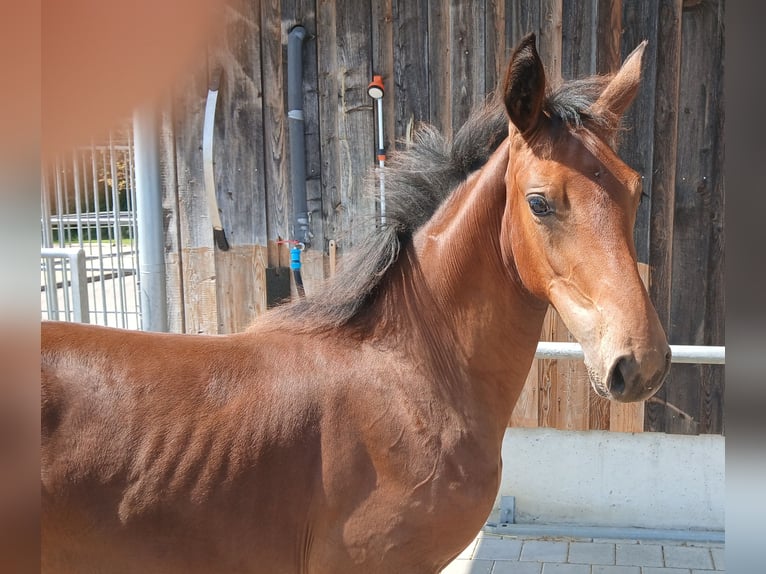 German Sport Horse Mare Foal (04/2025) 13,1 hh Brown in Eppingen