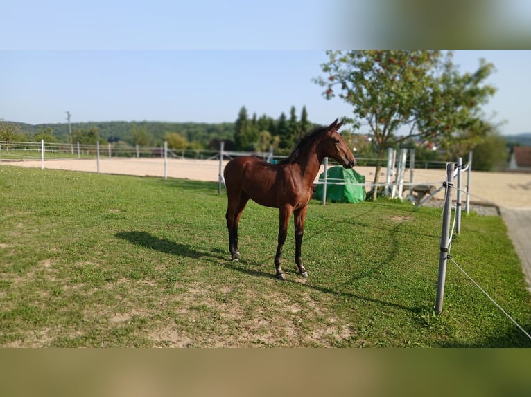 German Sport Horse Mare Foal (04/2025) 13,1 hh Brown in Eppingen