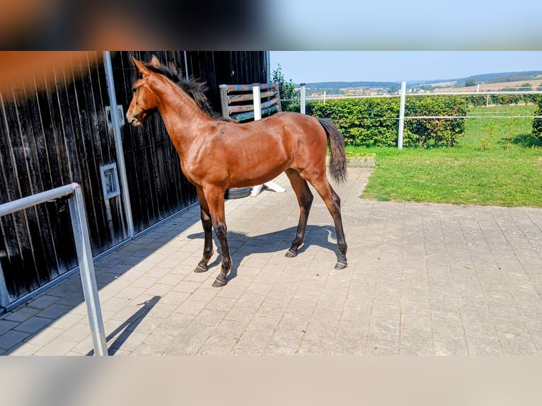 German Sport Horse Mare Foal (04/2025) 13,1 hh Brown in Eppingen