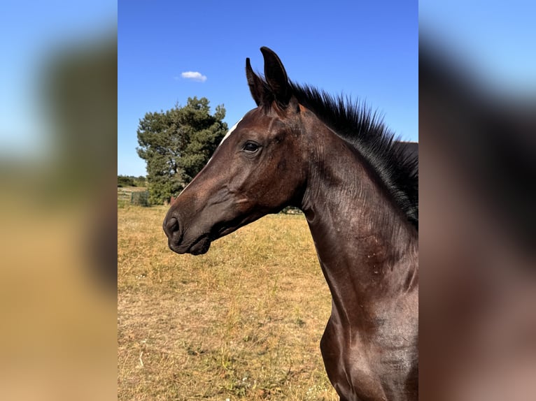 German Sport Horse Mare Foal (03/2025) 14 hh Smoky-Black in Gartz/Oder