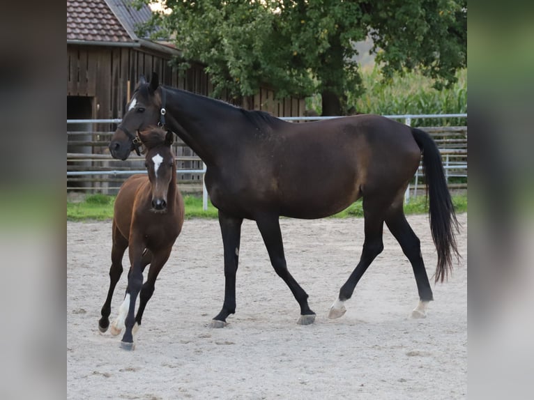 German Sport Horse Mare Foal (01/2024) 16,1 hh Brown in Kirchroth