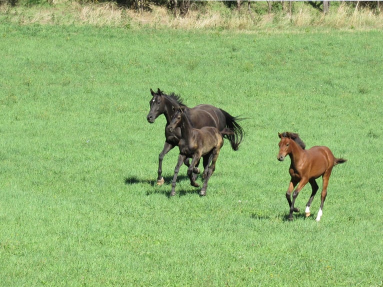 German Sport Horse Mare Foal (03/2026) 16.1 hh Brown in Querfurt