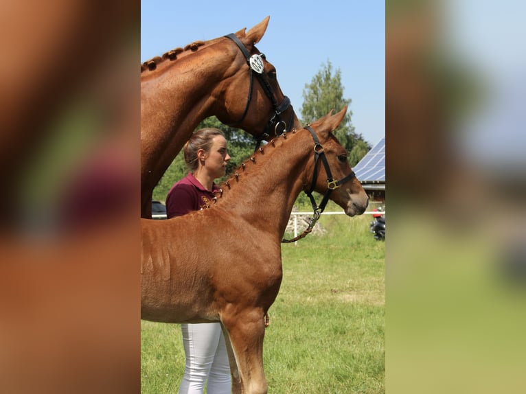 German Sport Horse Mare Foal (04/2026) 16.1 hh Chestnut-Red in Leubsdorf