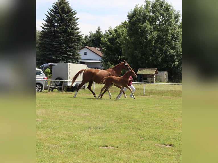 German Sport Horse Mare Foal (04/2026) 16.1 hh Chestnut-Red in Leubsdorf