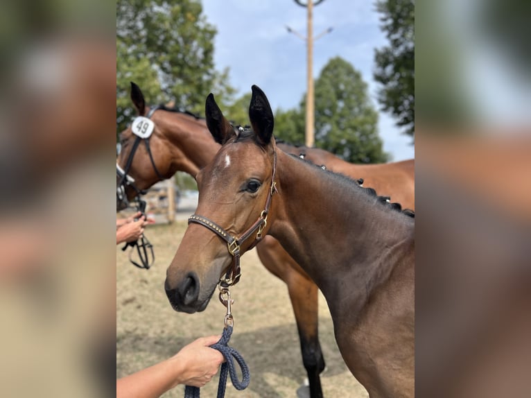 German Sport Horse Mare Foal (03/2026) 16.2 hh Bay-Dark in Steinach