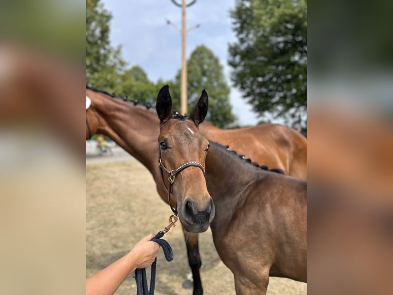 German Sport Horse Mare Foal (03/2026) 16.2 hh Bay-Dark in Steinach