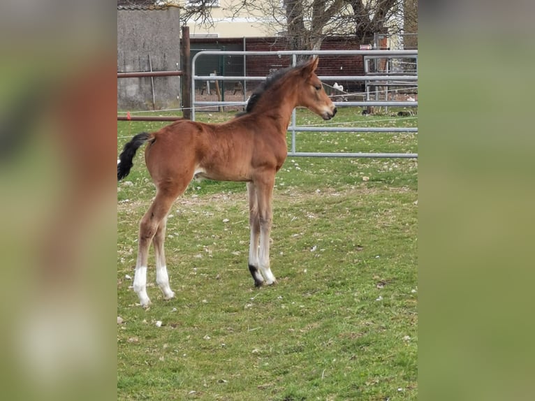 German Sport Horse Mare Foal (03/2026) 16.2 hh Bay-Dark in Bad Düben