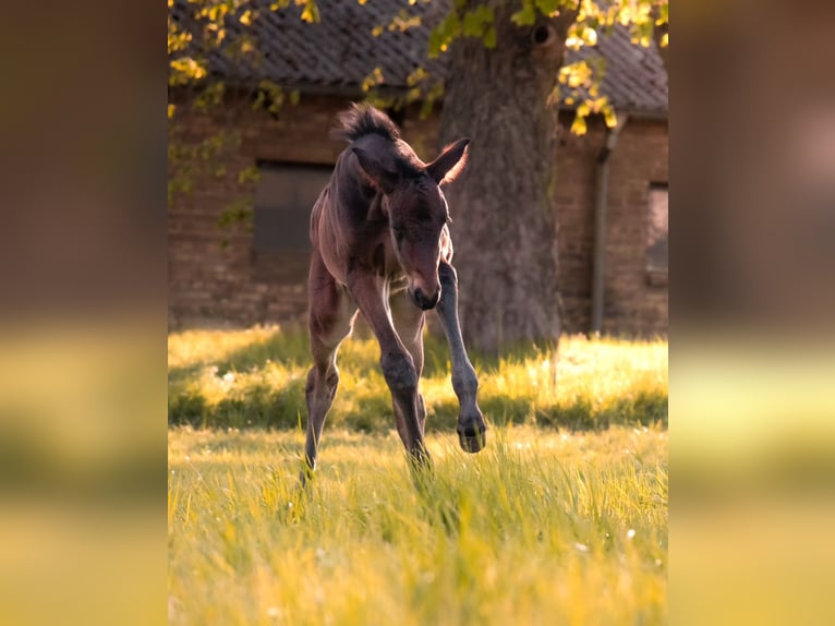 German Sport Horse Mare Foal (04/2026) 16.2 hh Bay-Dark in Werneuchen