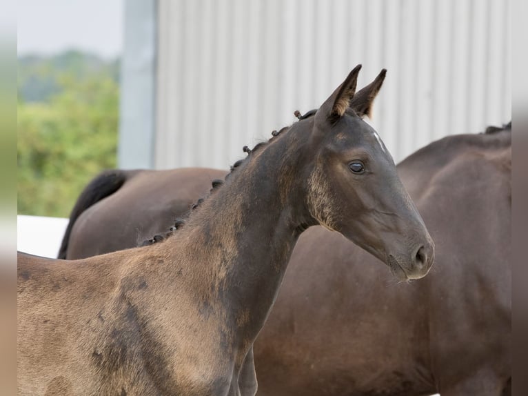 German Sport Horse Mare Foal (04/2024) 16,2 hh Black in Belgern