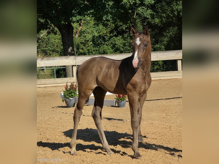 German Sport Horse Mare Foal (06/2026) 16.2 hh Black in Frankenhardt