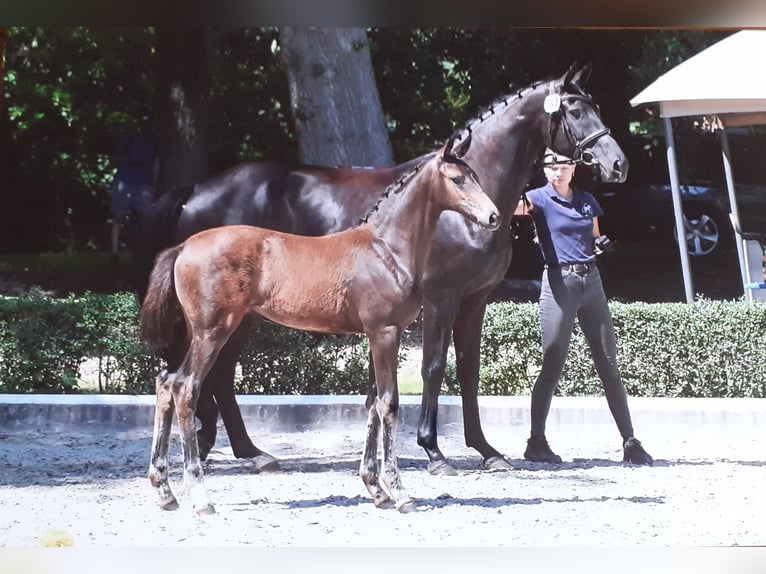 German Sport Horse Mare Foal (04/2026) 16.2 hh Brown in Osterburg
