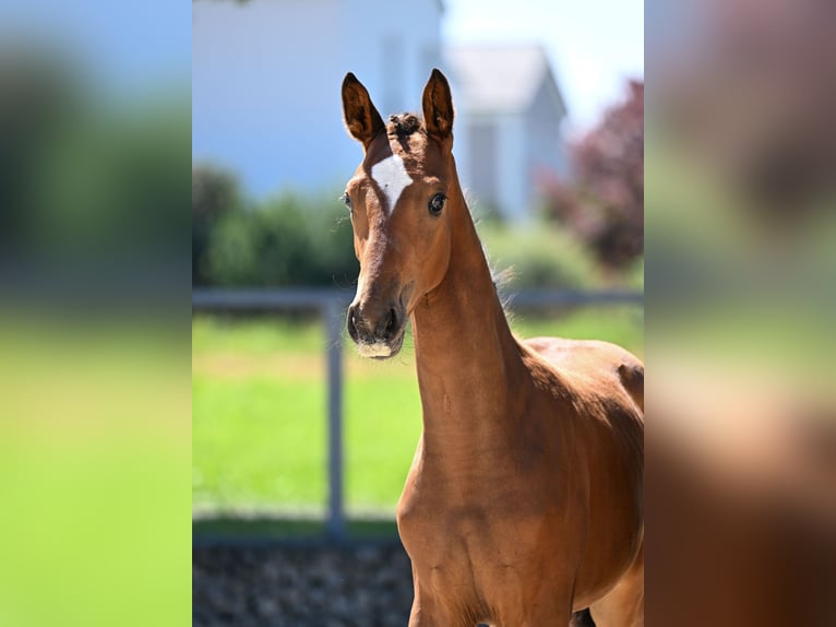 German Sport Horse Mare Foal (04/2025) 16,2 hh Brown in Solnhofen