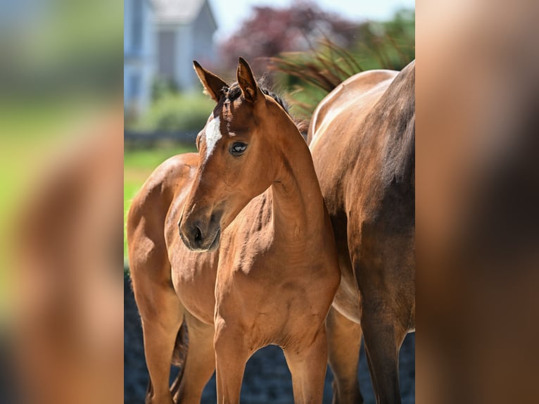 German Sport Horse Mare Foal (04/2025) 16,2 hh Brown in Solnhofen