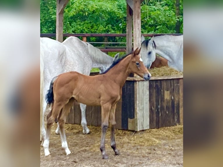 German Sport Horse Mare Foal (05/2024) 16,2 hh Brown Falb mold in Ottnang