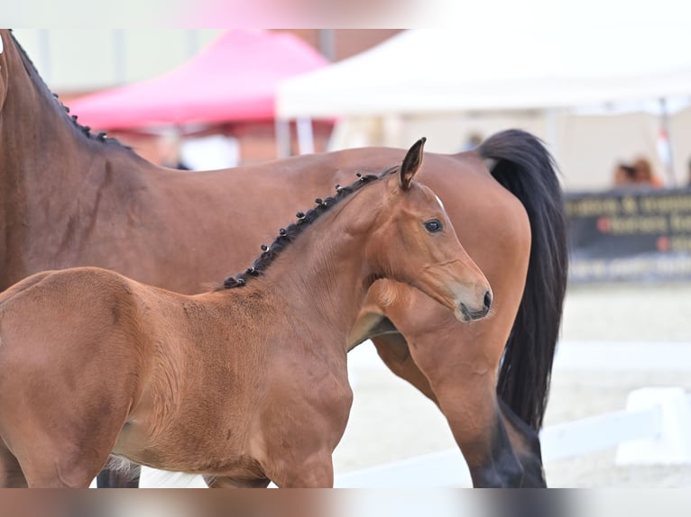 German Sport Horse Mare Foal (03/2024) 16,2 hh Brown in Verl